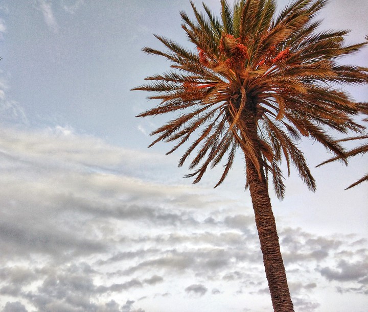 BEAUTIFUL TREE