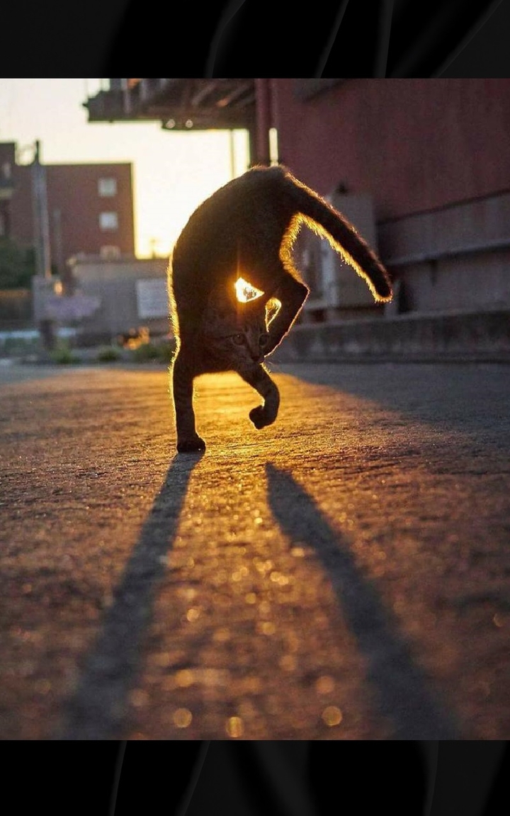 Cat playing at sunset.
