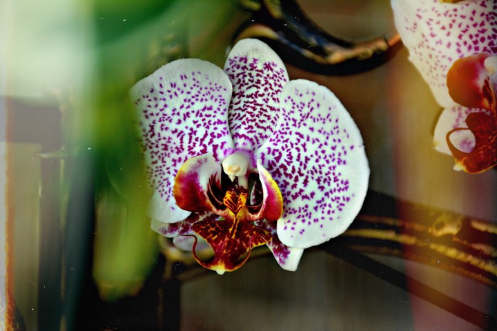 Orchid
