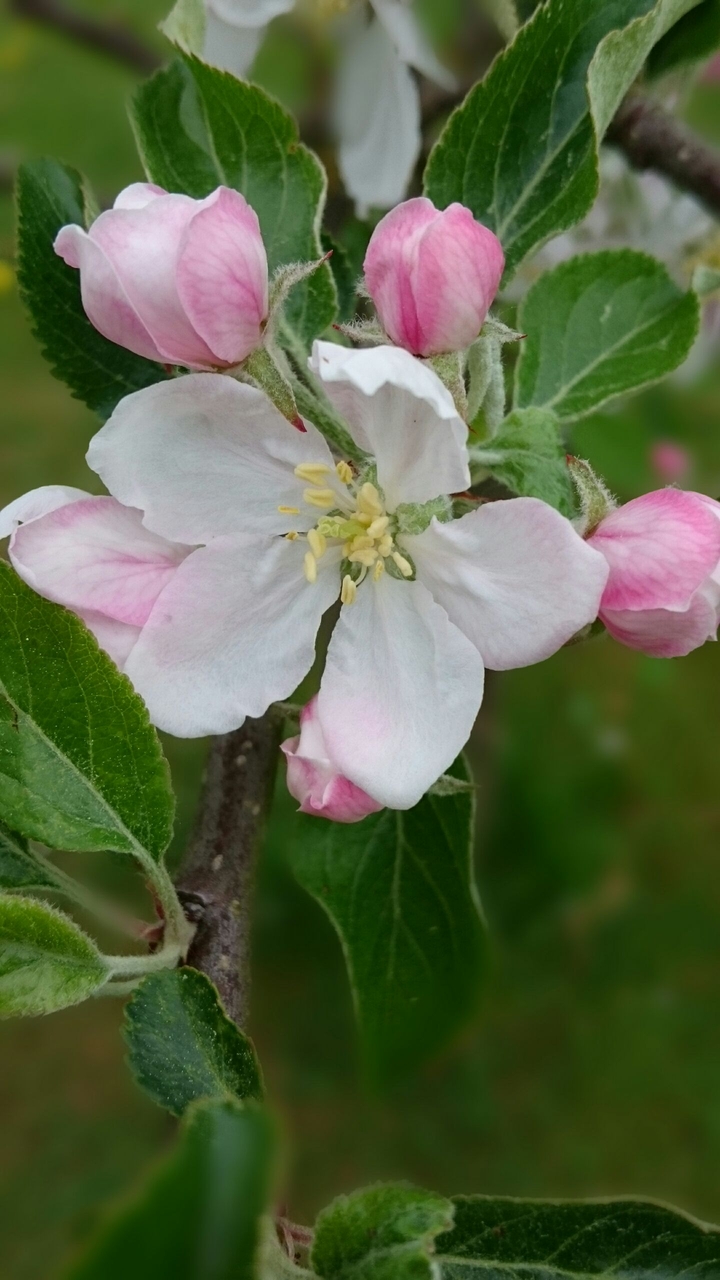Apfelblüte