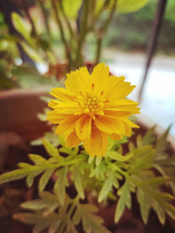 yellow flower