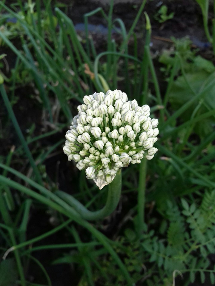 flower  onion