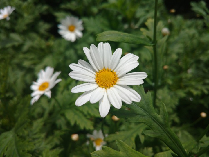 flower