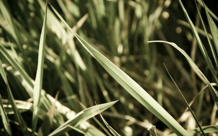 Grass