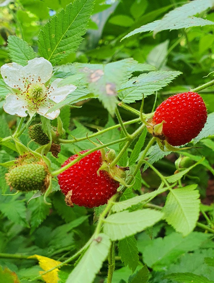 Fresas de Campo