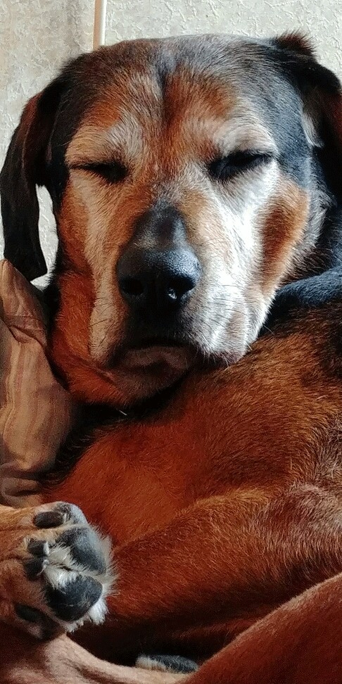 Dog's precious initiative to help and support.