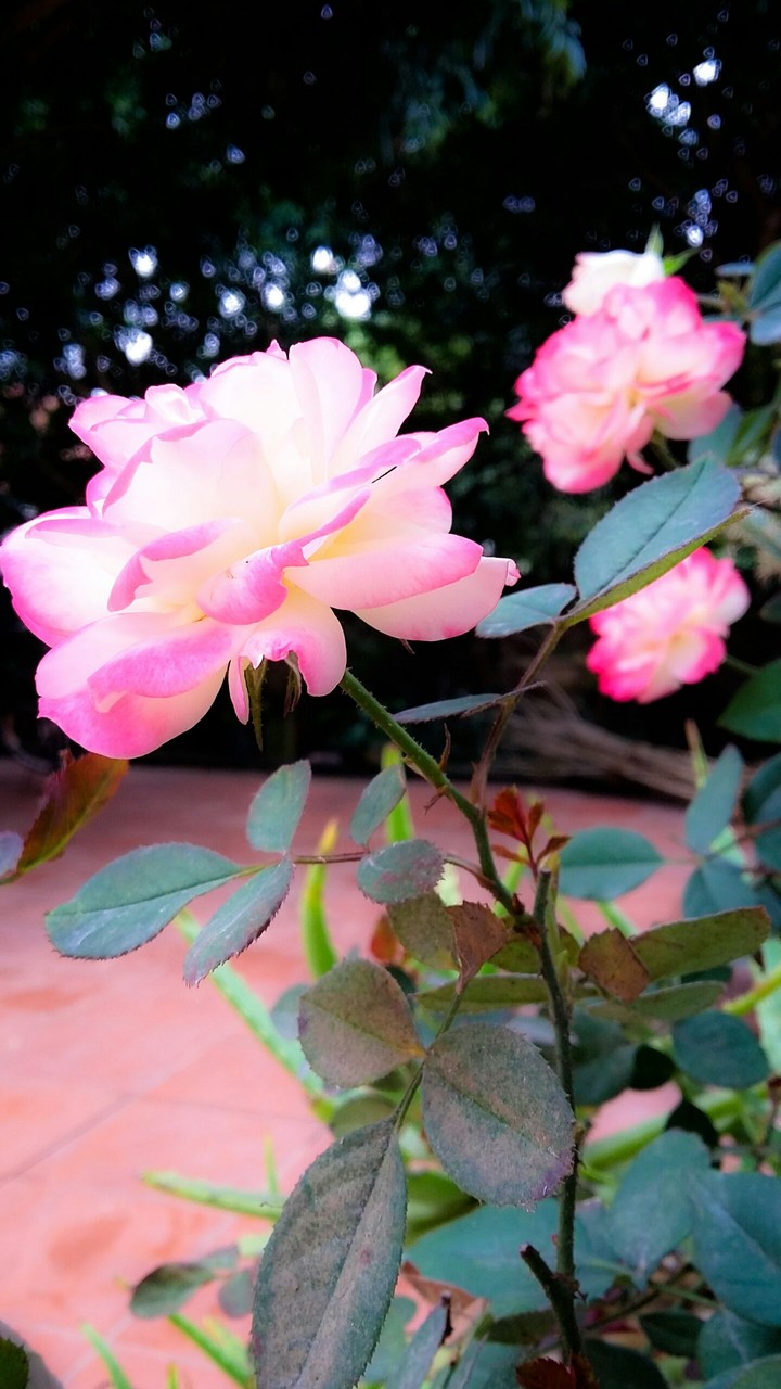 rose