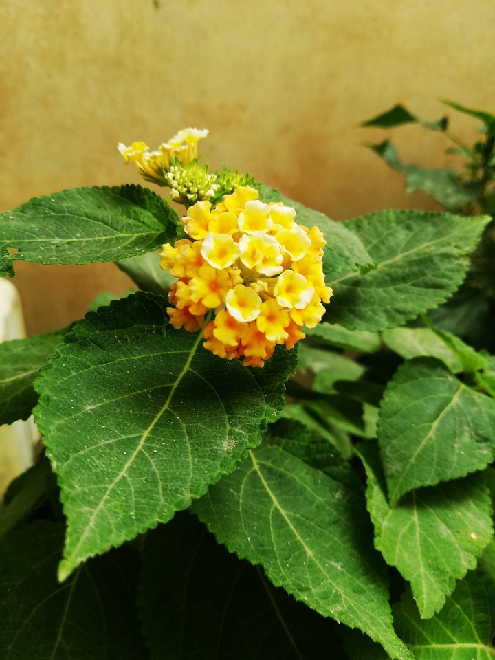 Yellow Flowers