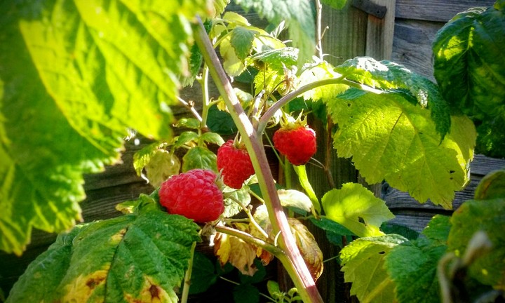Raspberries