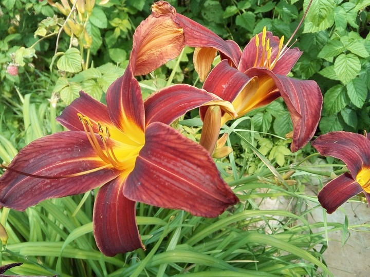 Flowers