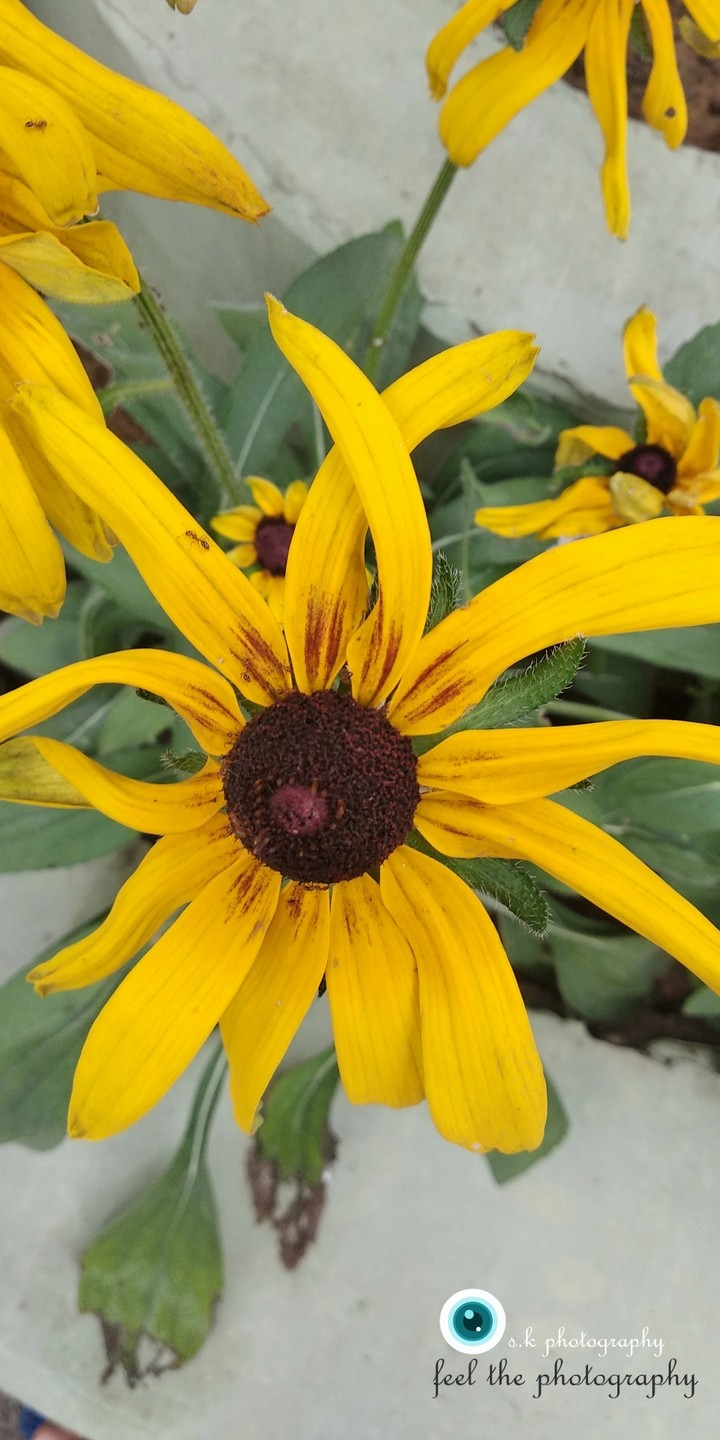 happiest flower