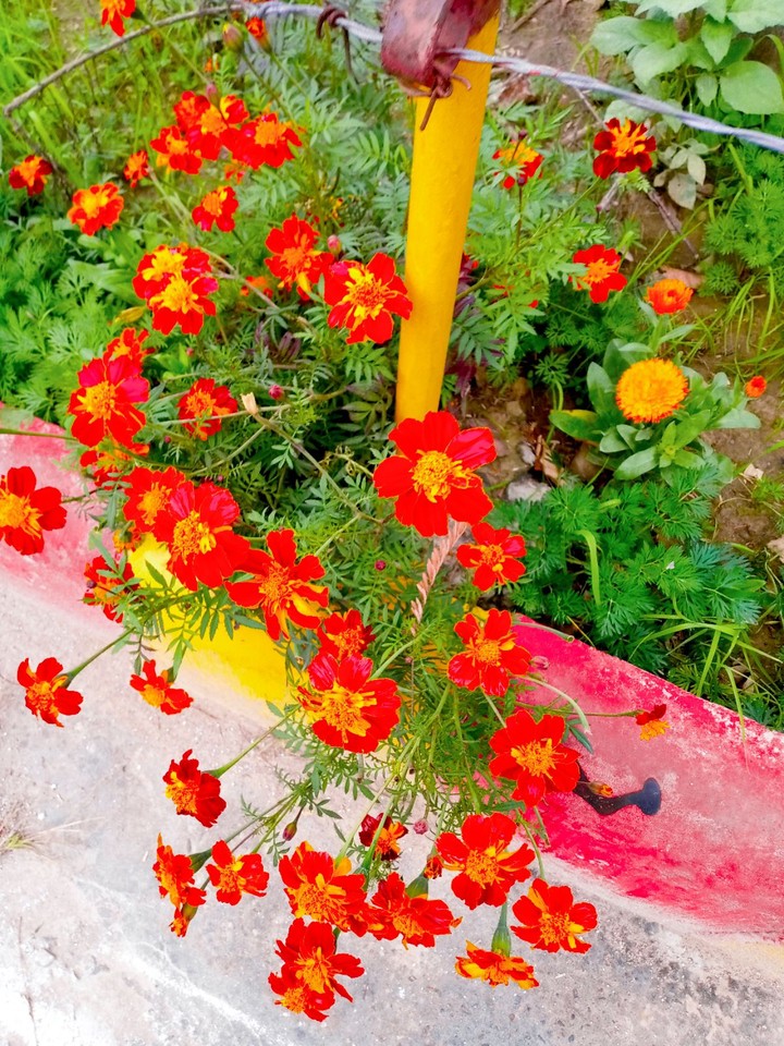 garden