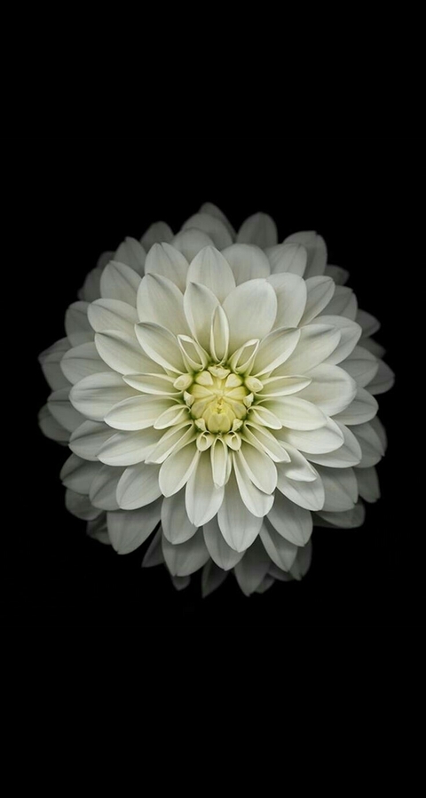 flora, flower壁紙