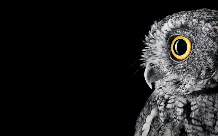 #Owl..!!