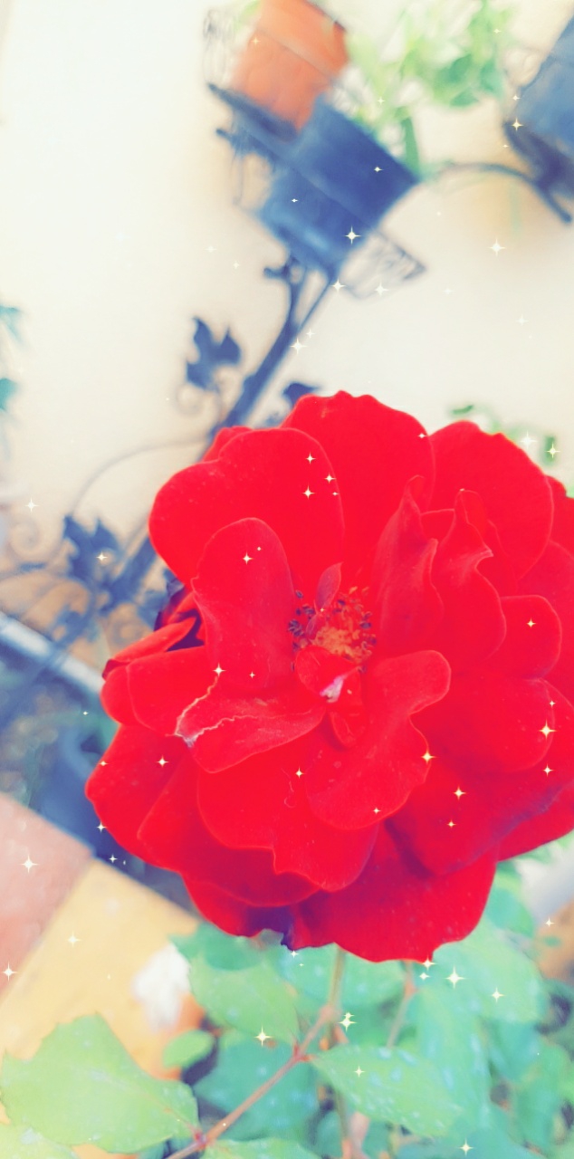 red flower
