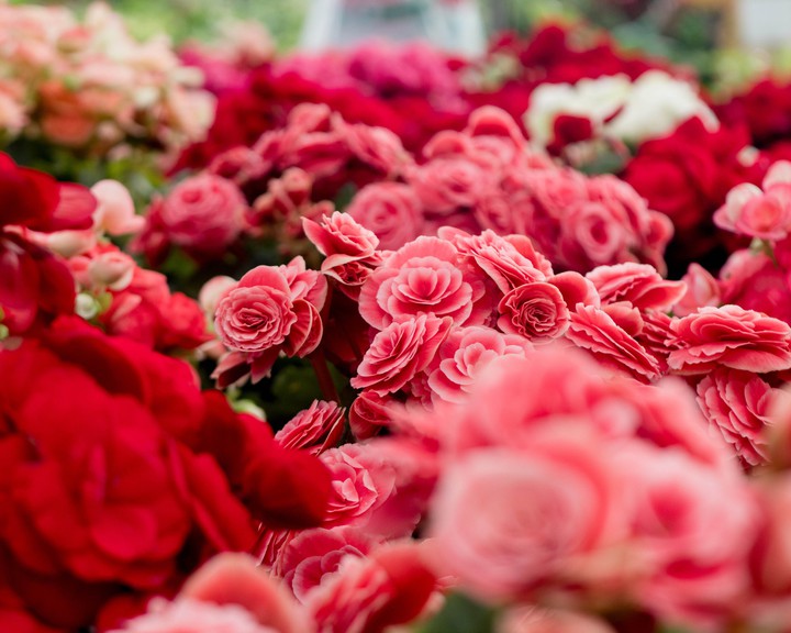 red flowers