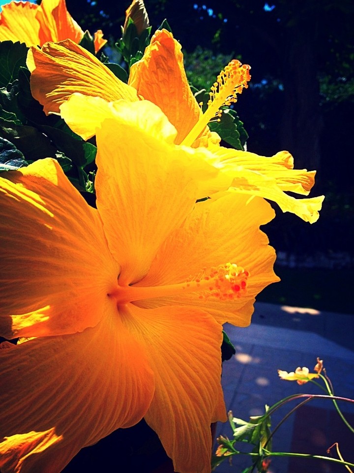 Ibiscus giallo