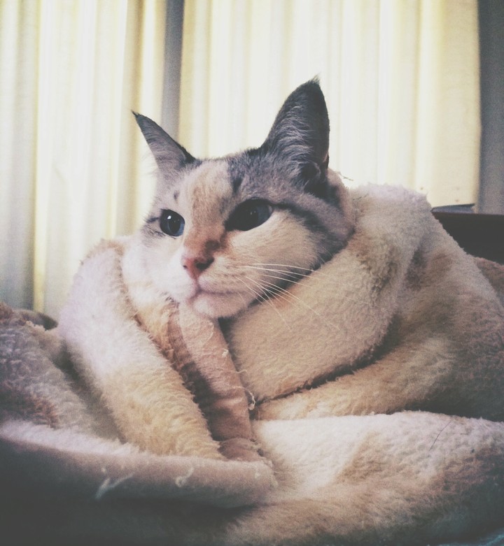 cat