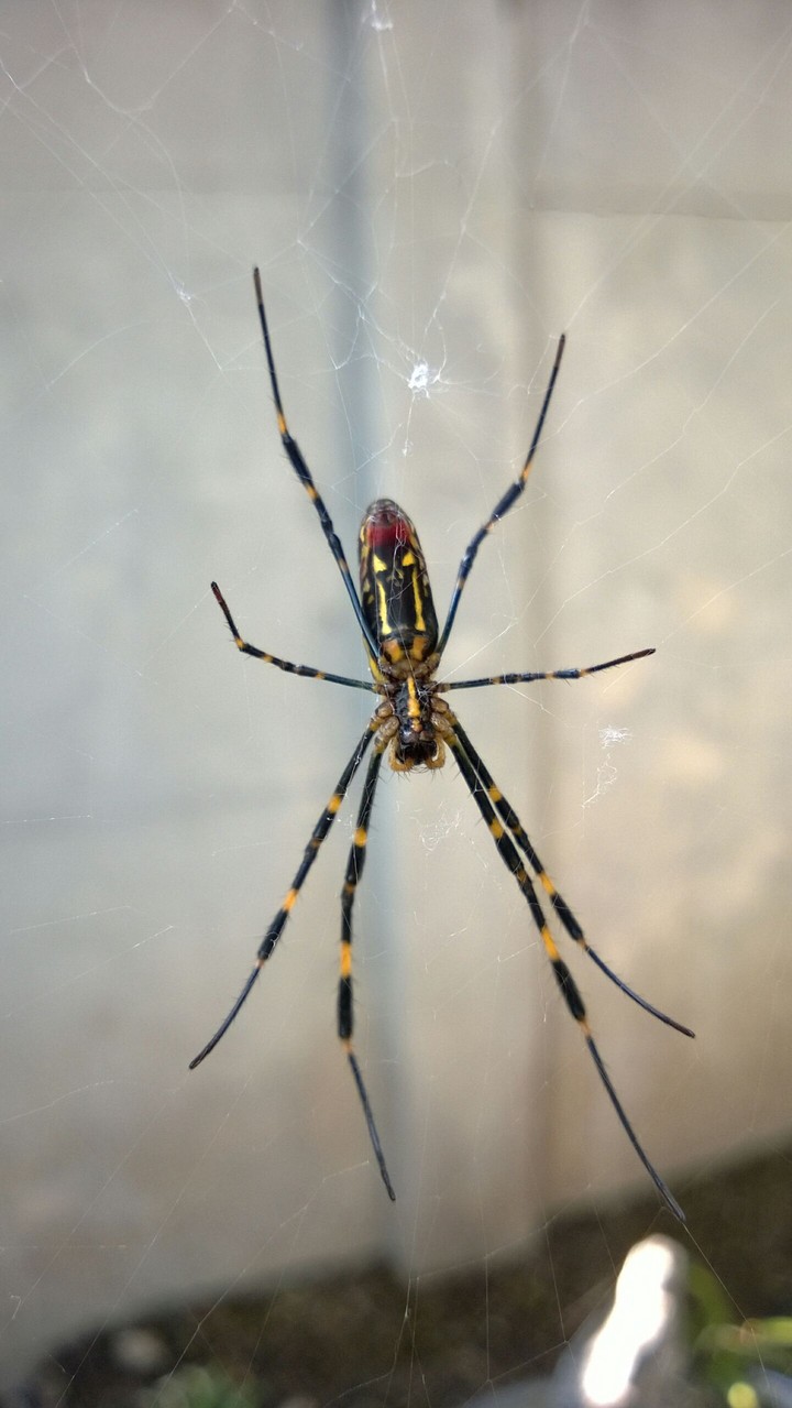 Spider