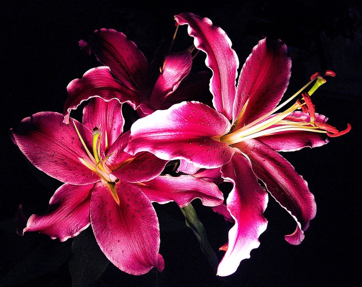 lily
