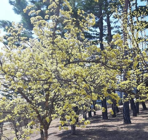 deciduous, twig duvar kağıtları