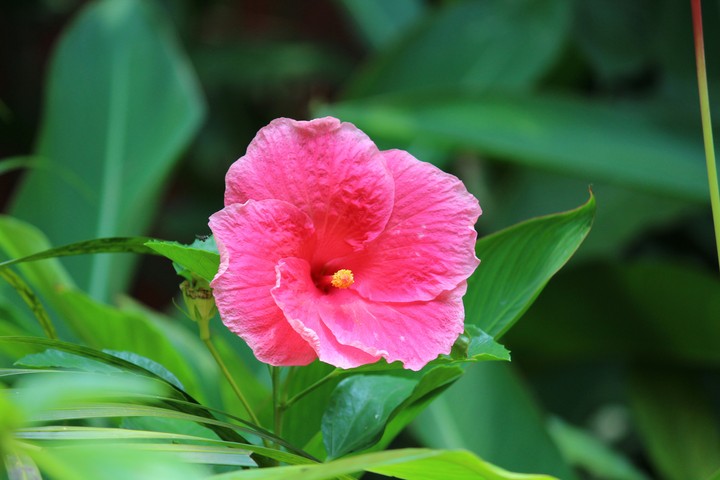 Garden Flower