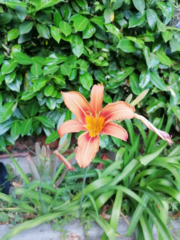 orange and green