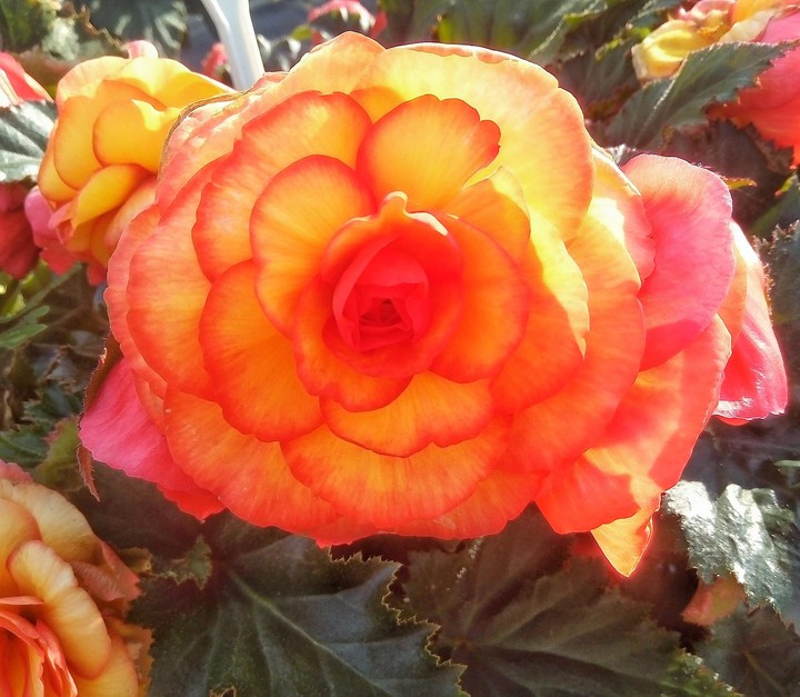 Begonia