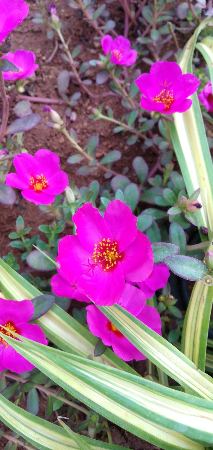 pink Beauty