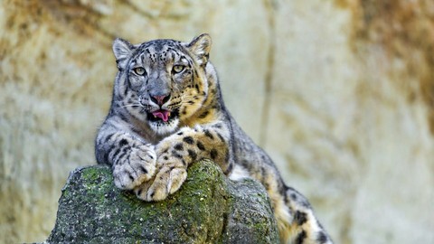 Snow leopard