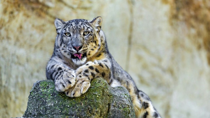 Snow leopard