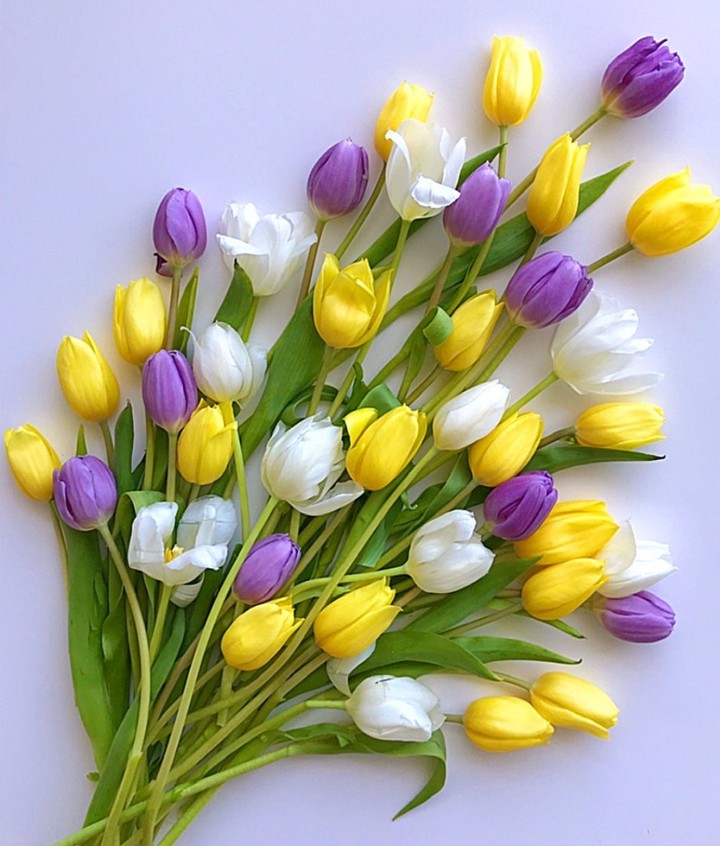 tulips