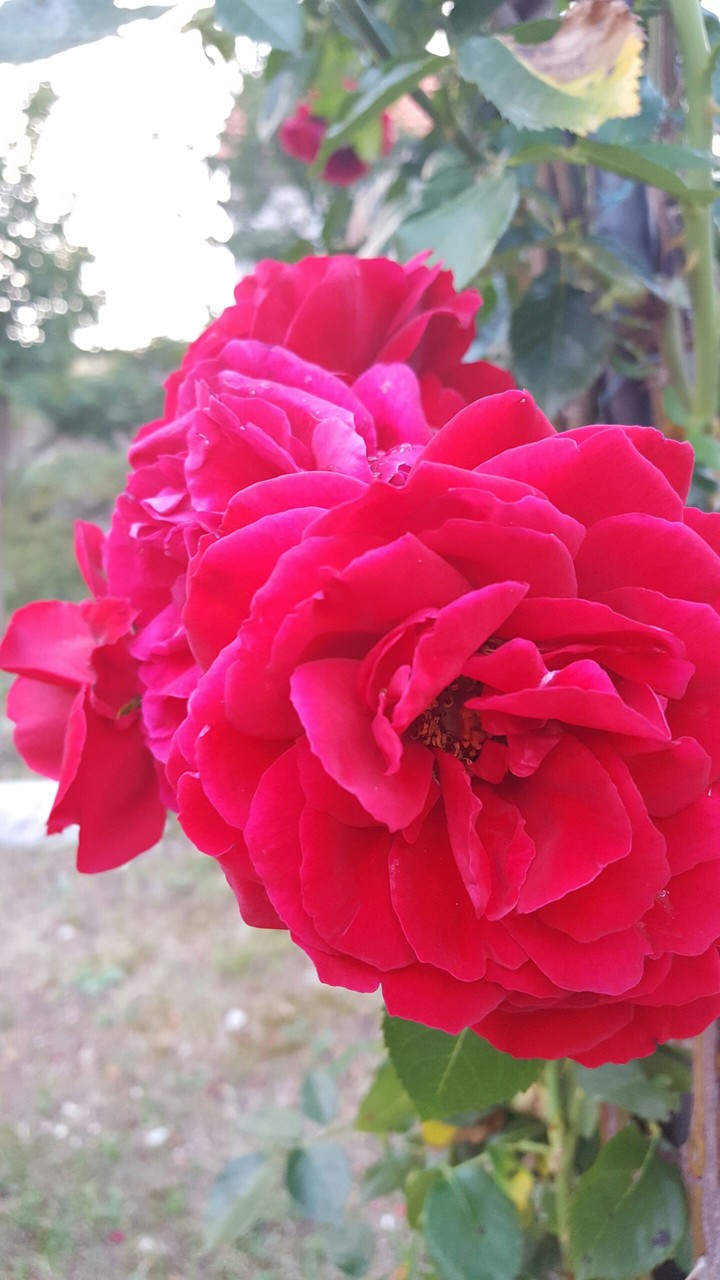 Rose Red