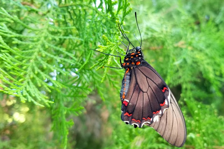 MARIPOSA EN UNA HOJA, SAN LORENZO, GRO.