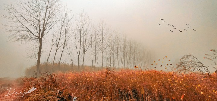 Foggy morning