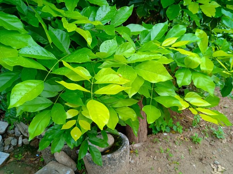 Leaf