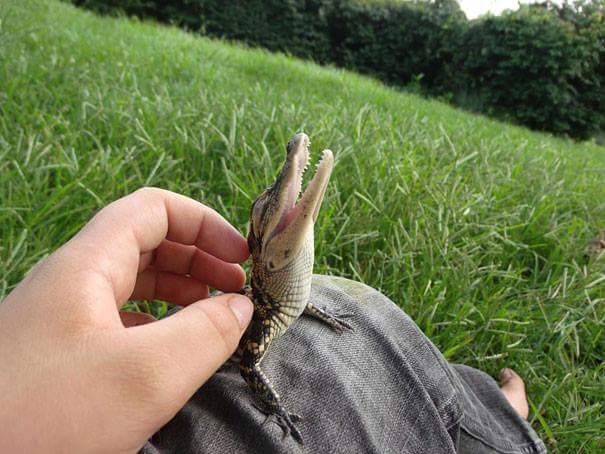 baby crocodile