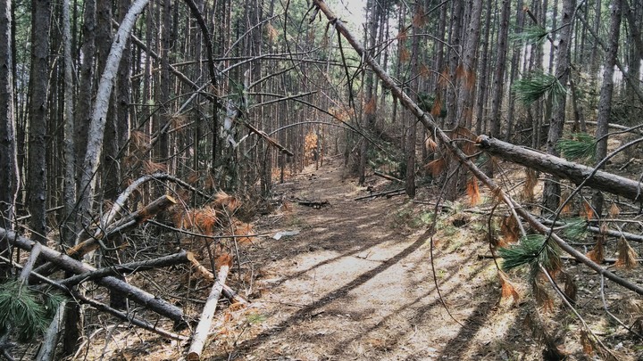 Deep In The Woods