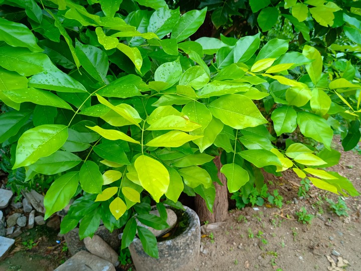Leaf