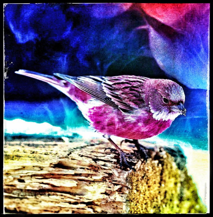 ❤ Birdie ❤