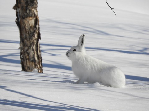 Rabbit, snow wallpapers