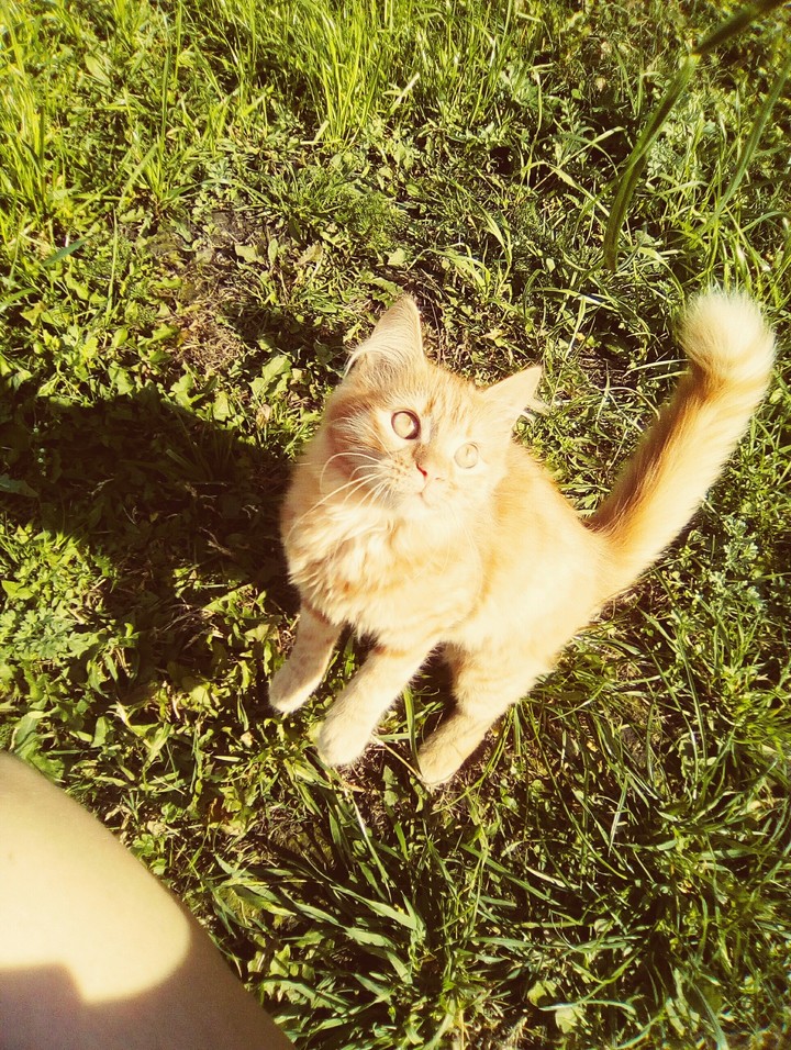 котя