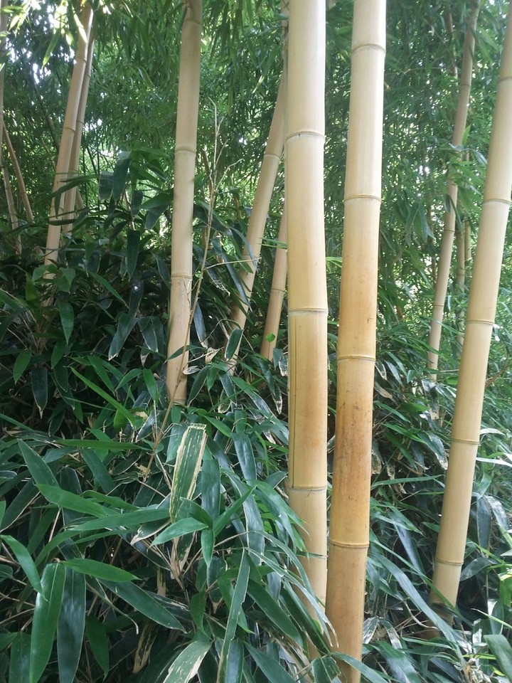 bamboo