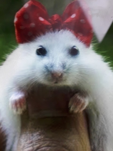 marsupial, hamster Hintergrundbilder