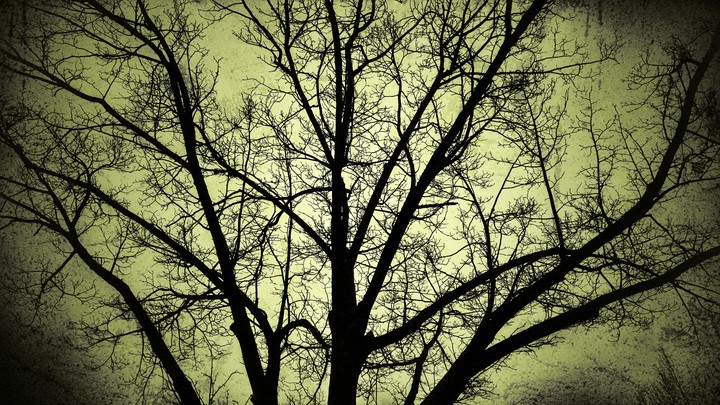 leafless