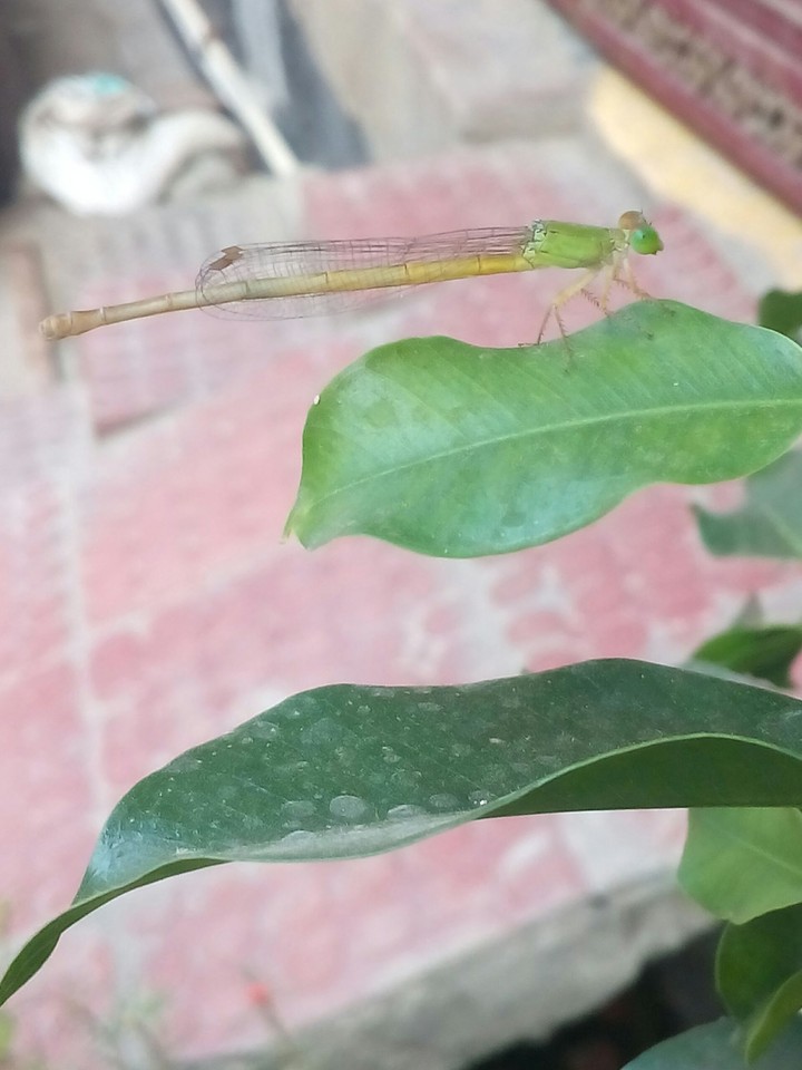 dragonfly.