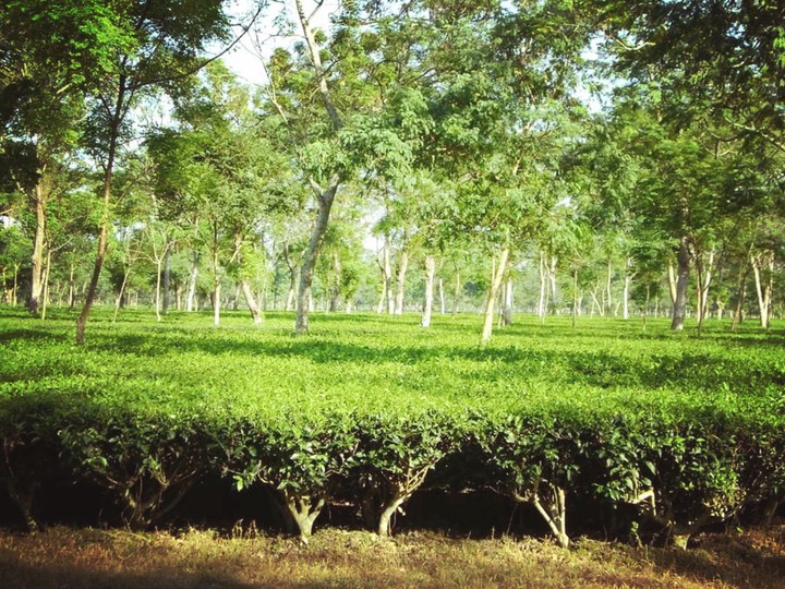 Gazipur Tea State-Kulaura Sylhet