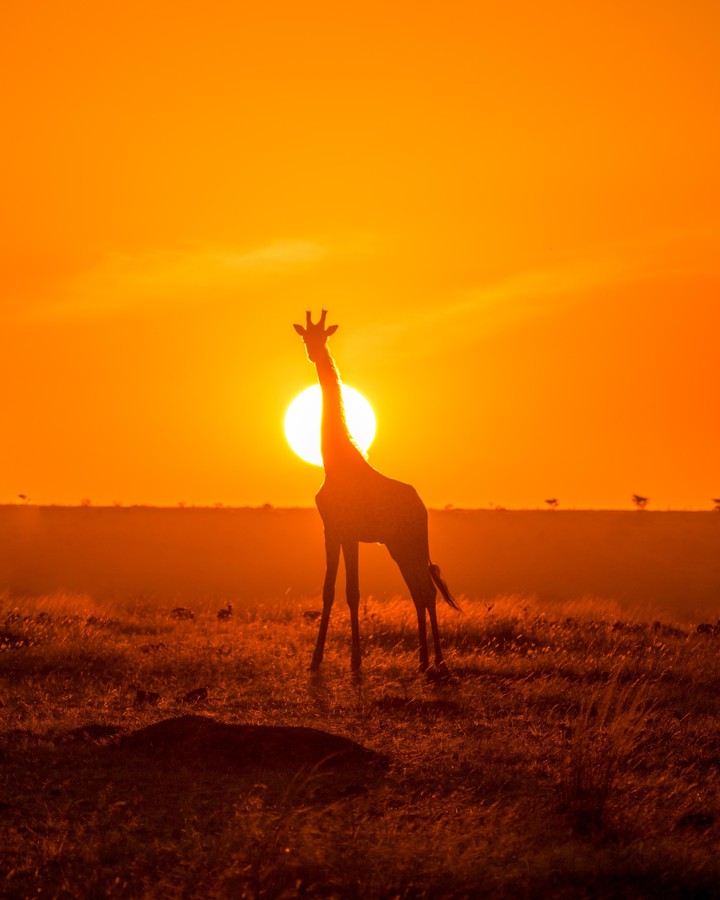 Giraffe