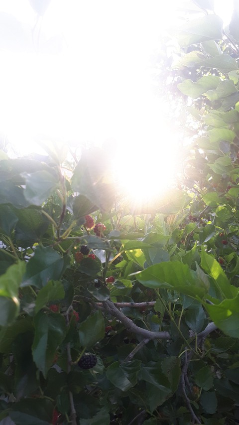 berries