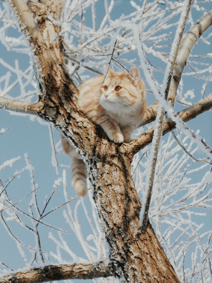 снежный барс